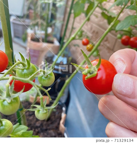 家庭菜園のミニトマト収穫 家庭菜園のミニトマト収穫 71329134