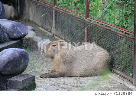 カピバラ 71329384