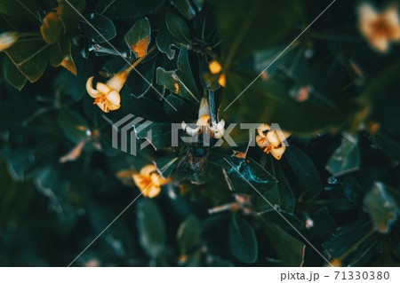 Detail of a black bee pollinating a white viburnum tinus flower 71330380
