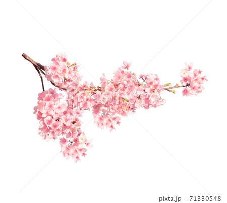 Branch of the blossoming sakura with pink flowers 71330548