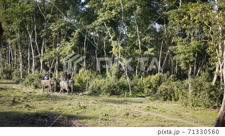 elephant in nepal 71330560