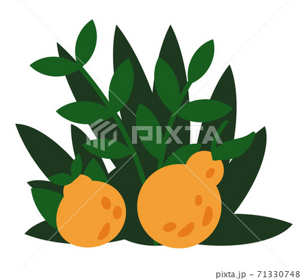 Modern exotic jungle fruits and plants illustration vector. Tropical plant bush with yellow fruits 71330748