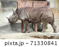 枝で遊ぶサイ 71330841