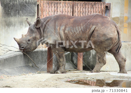 枝で遊ぶサイ 71330841
