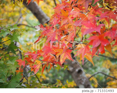 紅葉 71331493