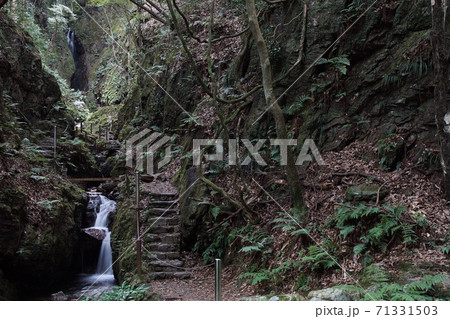 黒山三滝　天狗滝への途中 71331503