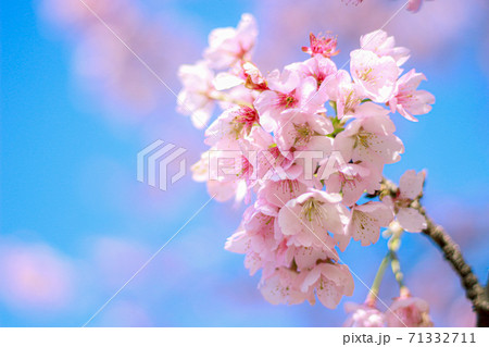青空に咲くピンク色の桜 青空に咲くピンク色の桜 71332711