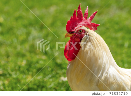 Portrait big white chicken, Brahma chickens, beautiful rooster Brahma chicken with big red cockscomb, blurred background grassland space for copy and design. 71332719