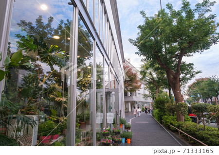 都市風景　代官山　街路樹が美しい旧山手通り沿いの街並　東京都渋谷区 71333165