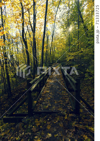 Walking trail in the national park in autumn Walking trail in the national park in autumn 71333725
