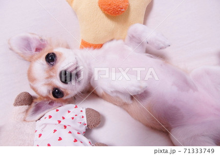 チワワ 71333749