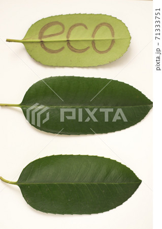 エコのロゴ 71333751