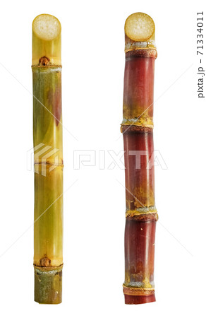 Sugarcane isolated on white background Sugarcane isolated on white background 71334011