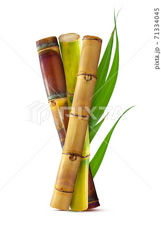 Tropical Sugar cane with leaf isolated on white background 71334045