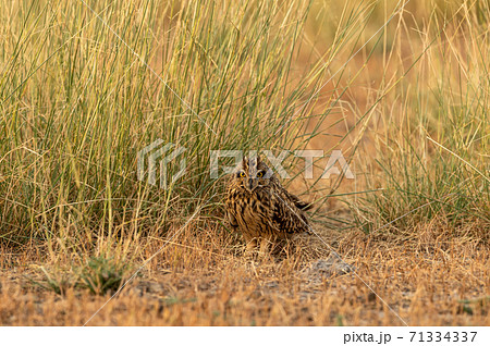 short eared owl or Asio flammeus portrait perched on ground at grassland of tal chhapar sanctuary rajasthan india 71334337