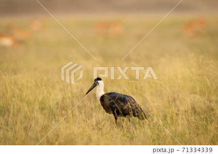 woolly necked stork or whitenecked stork in natural grassland of central india forest - Ciconia episcopus 71334339