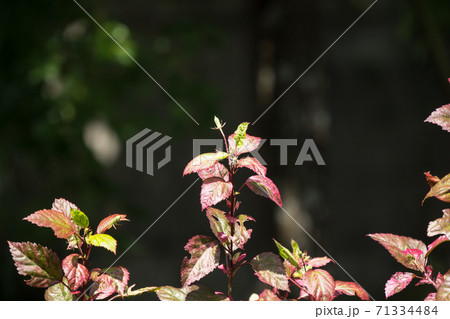 Leaf of Red Chinese hibiscus flower 71334484
