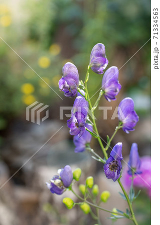 Flowers of an Akonite (Aconitum variegatum) 71334563