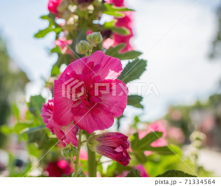 Bright crimson mallow flowers on a blurred background. 71334564