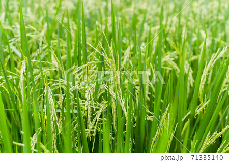 Close up paddy rice soft sunrise light in the filed. Close up paddy rice soft sunrise light in the filed. 71335140