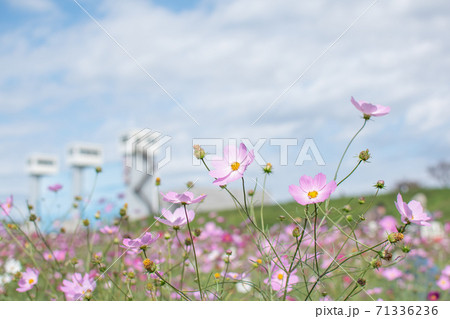 水門とコスモス畑 71336236