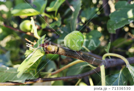 Fig tree with fruit close up 71336530