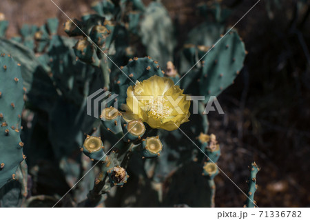 Prickly Pear Cactus with Yellow Flower in Ayia Napa coast in Cyprus. Opuntia, ficus-indica, Indian fig opuntia, barbary fig, blooming cactus pear 71336782