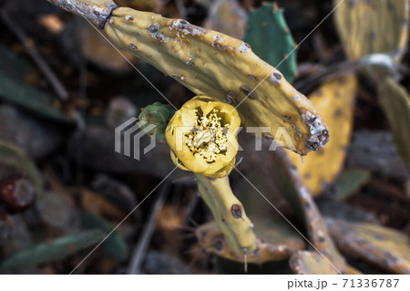Prickly Pear Cactus with Yellow Flower in Ayia Napa coast in Cyprus. Opuntia, ficus-indica, Indian fig opuntia, barbary fig, blooming cactus pear Prickly Pear Cactus with Yellow Flower in Ayia Napa coast in Cyprus. Opuntia, ficus-indica, Indian fig opuntia, barbary fig, blooming cactus pear 71336787