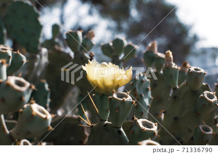 Prickly Pear Cactus with Yellow Flower in Ayia Napa coast in Cyprus. Opuntia, ficus-indica, Indian fig opuntia, barbary fig, blooming cactus pear Prickly Pear Cactus with Yellow Flower in Ayia Napa coast in Cyprus. Opuntia, ficus-indica, Indian fig opuntia, barbary fig, blooming cactus pear 71336790