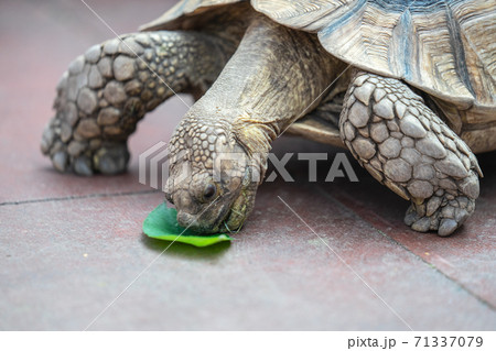 Large turtle eats fresh juicy leaf lying on the floor Large turtle eats fresh juicy leaf lying on the floor 71337079