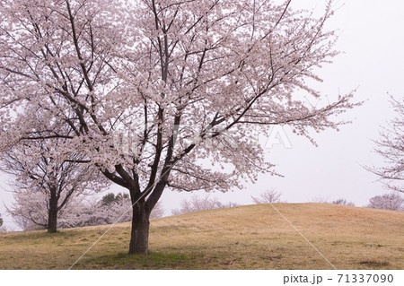 桜 71337090