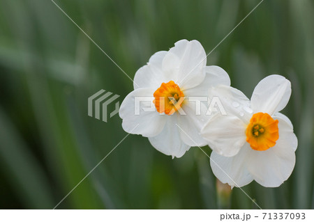 スイセン スイセン 71337093