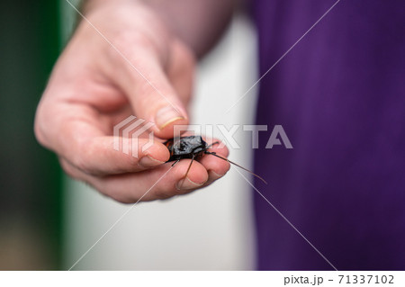 Gromphadorhina is one of several roach genera in the tribe Gromphadorhinini It is one of several genera known as hissing cockroaches, and common in the pet trade. 71337102