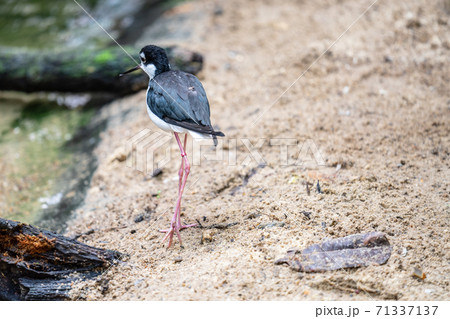 The black winged stilt Himantopus himantopus is a widely distributed very long-legged wader in the avocet and stilt family Recurvirostridae 71337137