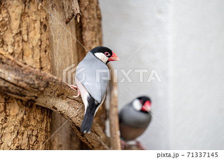 The Java sparrow, Lonchura oryzivora, also known as Java finch, Java rice sparrow or Java rice bird 71337145