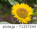 ひまわり 71337244