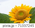 ひまわり 71337245