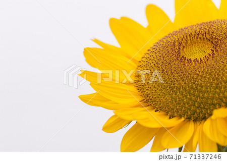 ひまわり 71337246
