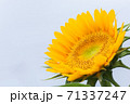 ひまわり 71337247