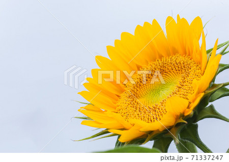 ひまわり 71337247