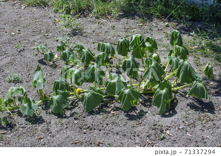 Pumpkin leaves wilted from heat and drought. Pumpkin leaves wilted from heat and drought. 71337294