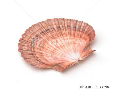 Scallops shell Scallops shell 71337961