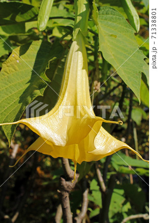 Brugmansia sanguinea,autumn in the parks of Zagreb,Croatia,Europe 71338801