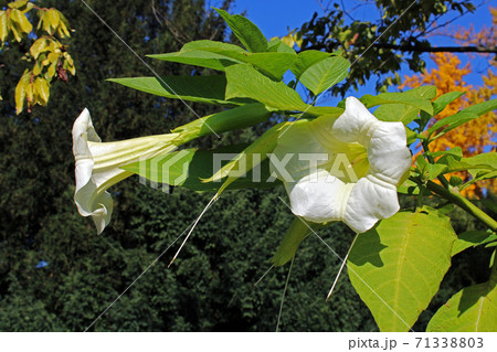 Brugmansia suaveolens,autumn in the parks of Zagreb,Croatia,Europe Brugmansia suaveolens,autumn in the parks of Zagreb,Croatia,Europe 71338803