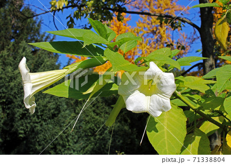 Brugmansia suaveolens,autumn in the parks of Zagreb,Croatia,Europe Brugmansia suaveolens,autumn in the parks of Zagreb,Croatia,Europe 71338804