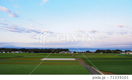 三浦の名産大根畑（一部キャベツ畑） 71339101