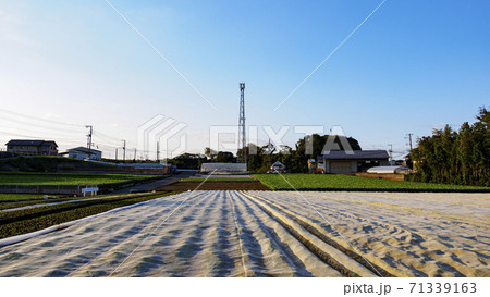三浦の名産大根畑(一部キャベツ畑) 三浦の名産大根畑(一部キャベツ畑) 71339163