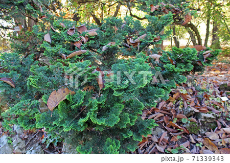 Chamaecyparis obtusa 'Gracilis',autumn in a park,Zagreb,Croatia,Europe Chamaecyparis obtusa 'Gracilis',autumn in a park,Zagreb,Croatia,Europe 71339343