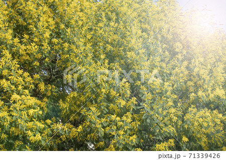 Blooming live branches of mimosa on a tree in the park. On a sunny day. 71339426