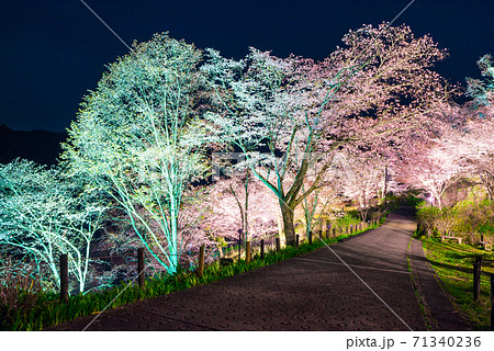 吉野山 下千本の夜桜ライトアップ 春 （奈良県吉野郡吉野町） 2020年4月 71340236